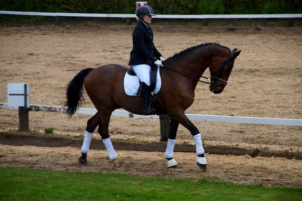 Dansk Varmblod Corona billede 13