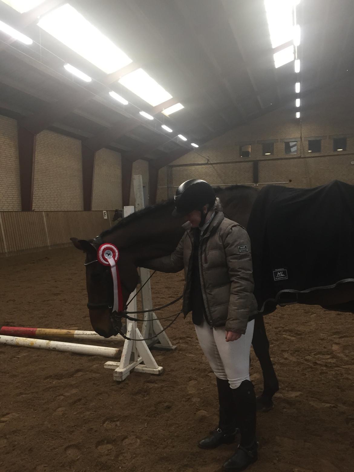 Dansk Varmblod Corona billede 16