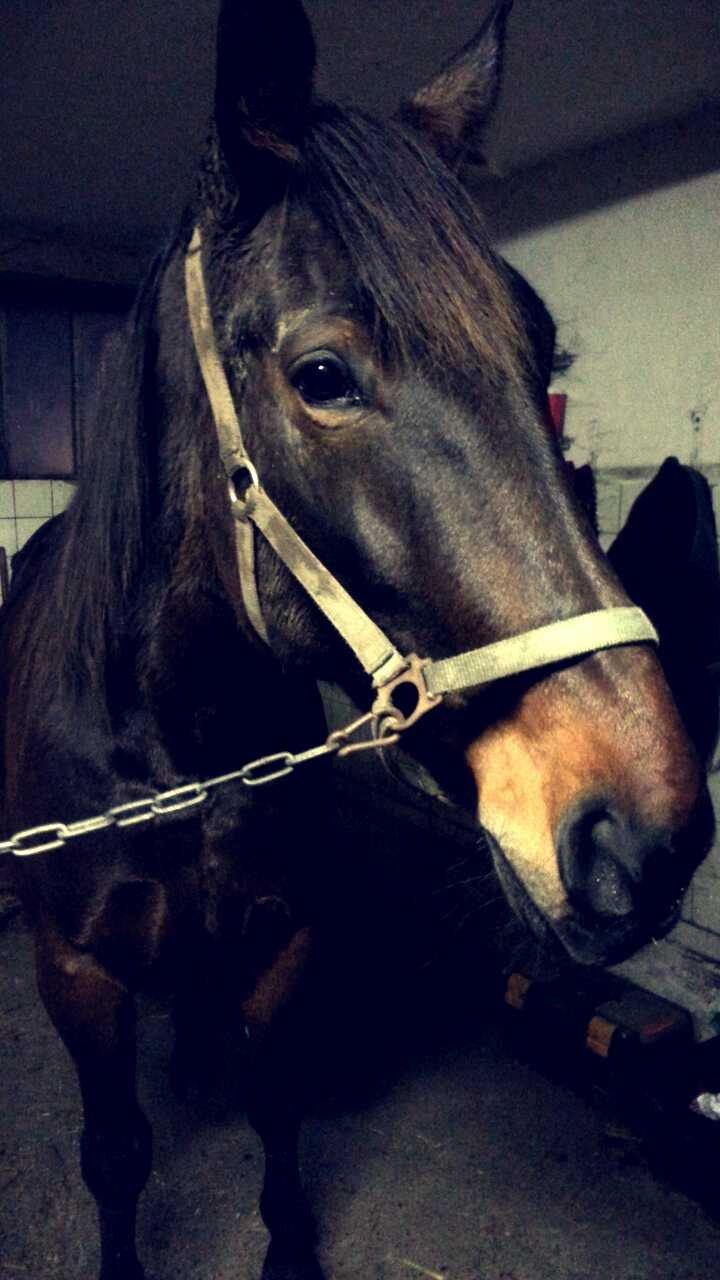 Anden særlig race Joey - Hygge efter hun kom ind fra marken. billede 21
