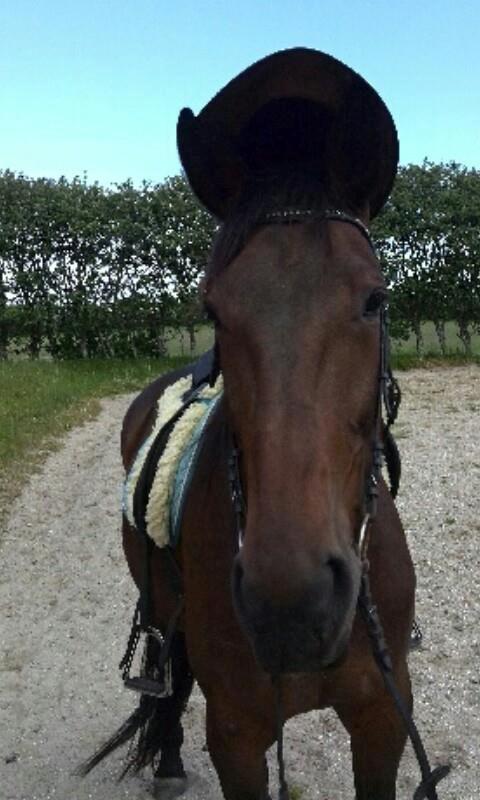 Anden særlig race Joey - Cowboyhesten på sin 13 års fødselsdag.  billede 9