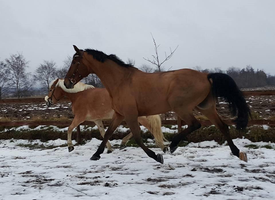 Dansk Varmblod Nevell billede 18