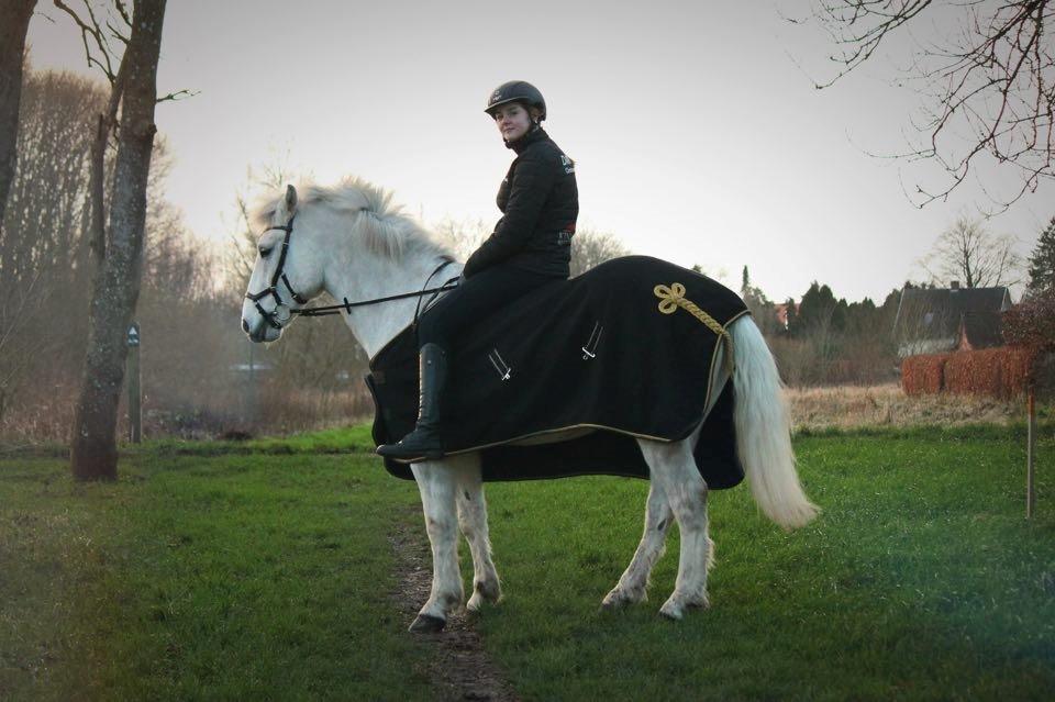 Anden særlig race Silver Shy billede 8