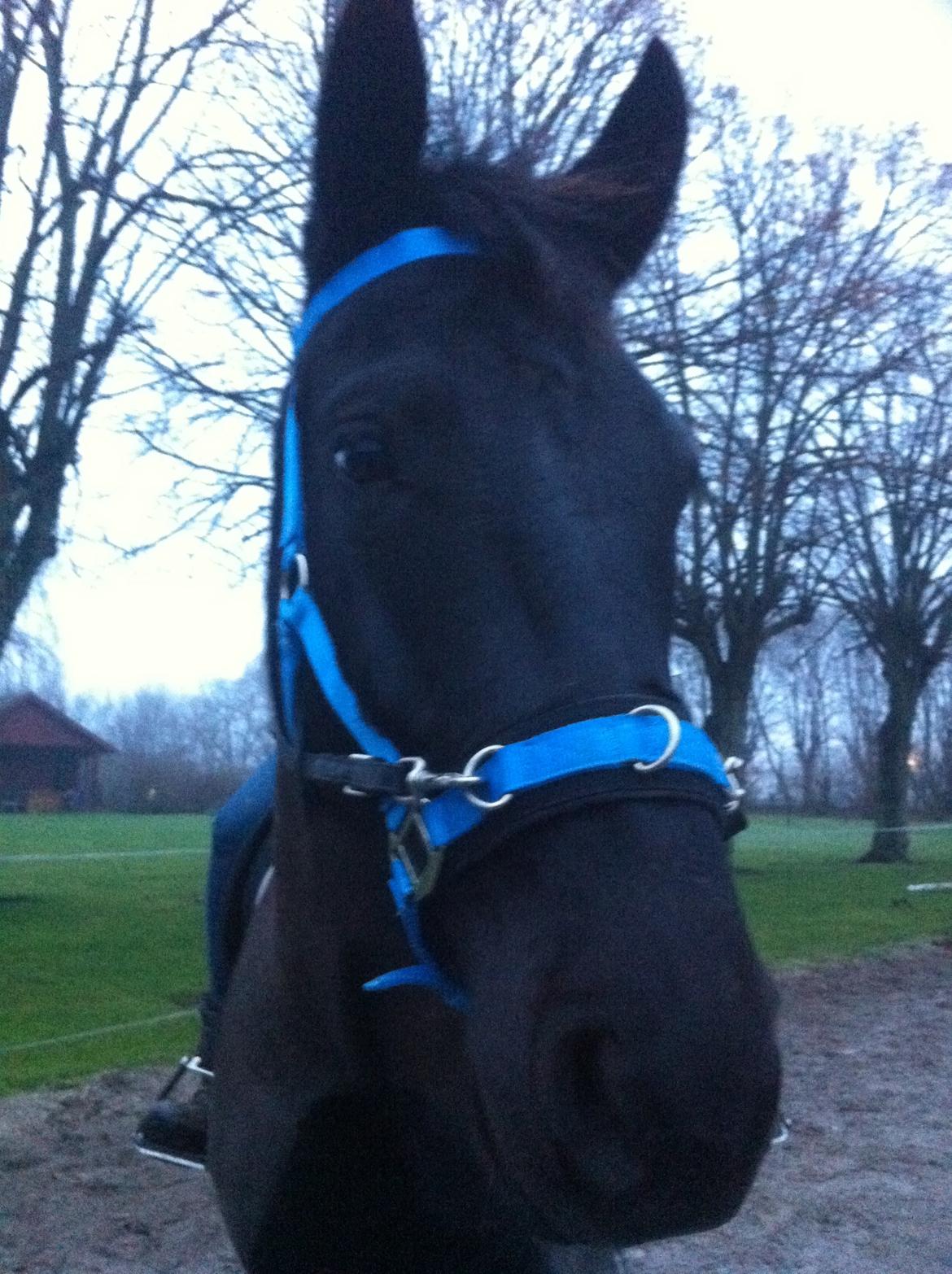 Anden særlig race I Piratus billede 11