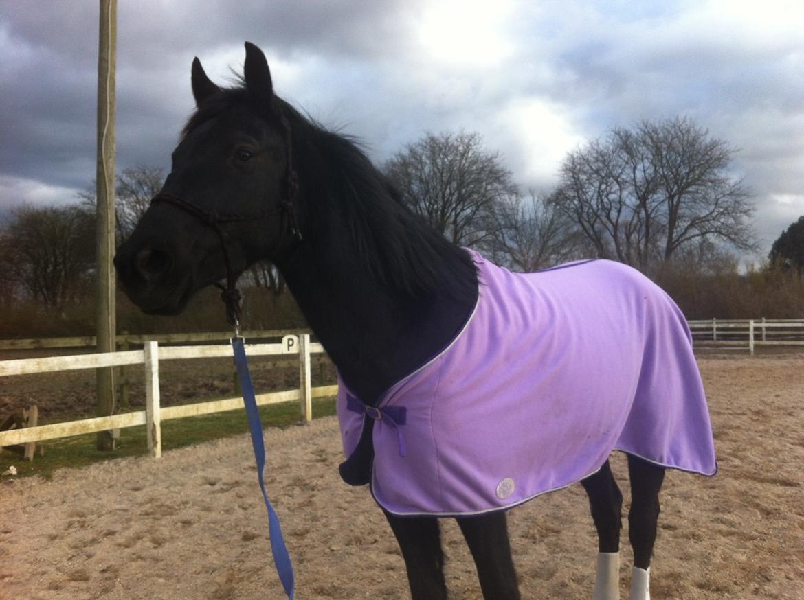 Anden særlig race I Piratus billede 13