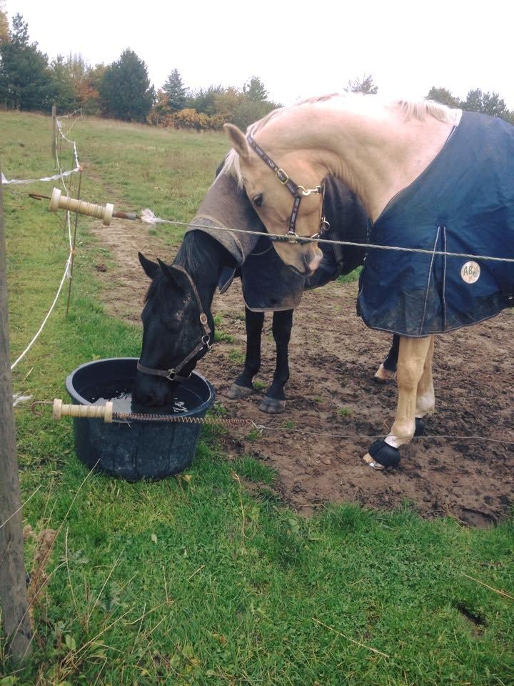 Anden særlig race I Piratus billede 18