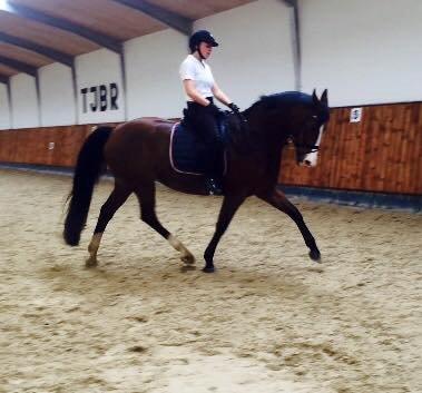 Dansk Varmblod Lady Dancer billede 13