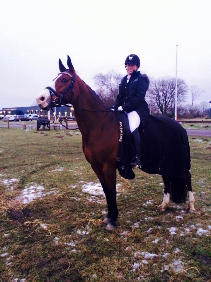 Dansk Varmblod Lady Dancer billede 14