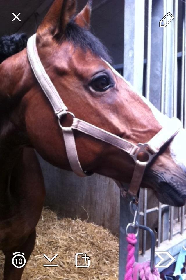 Dansk Varmblod Lady Dancer billede 15