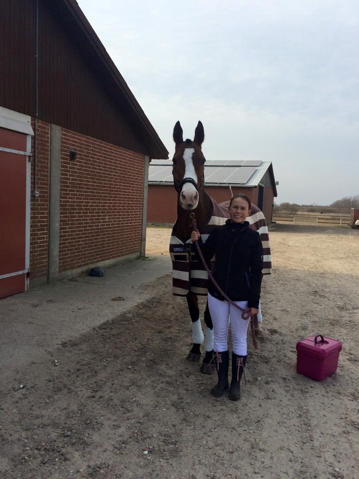 Dansk Varmblod Lady Dancer billede 16