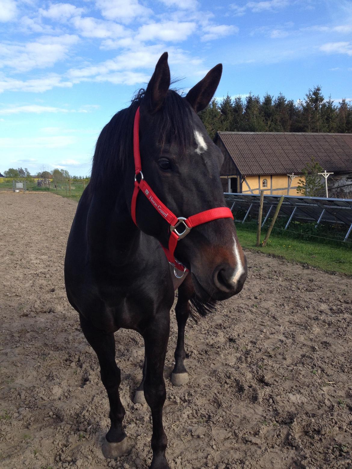 Oldenborg Brandsmarks dina billede 1