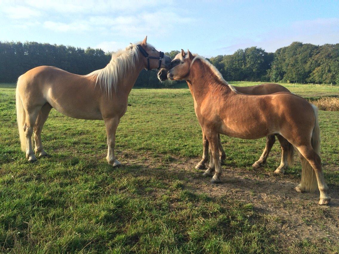 Haflinger Athæus mbm - Athæus hilser på sine nye foldkammerater. Athæus til venstre - Oktober 2015 billede 11