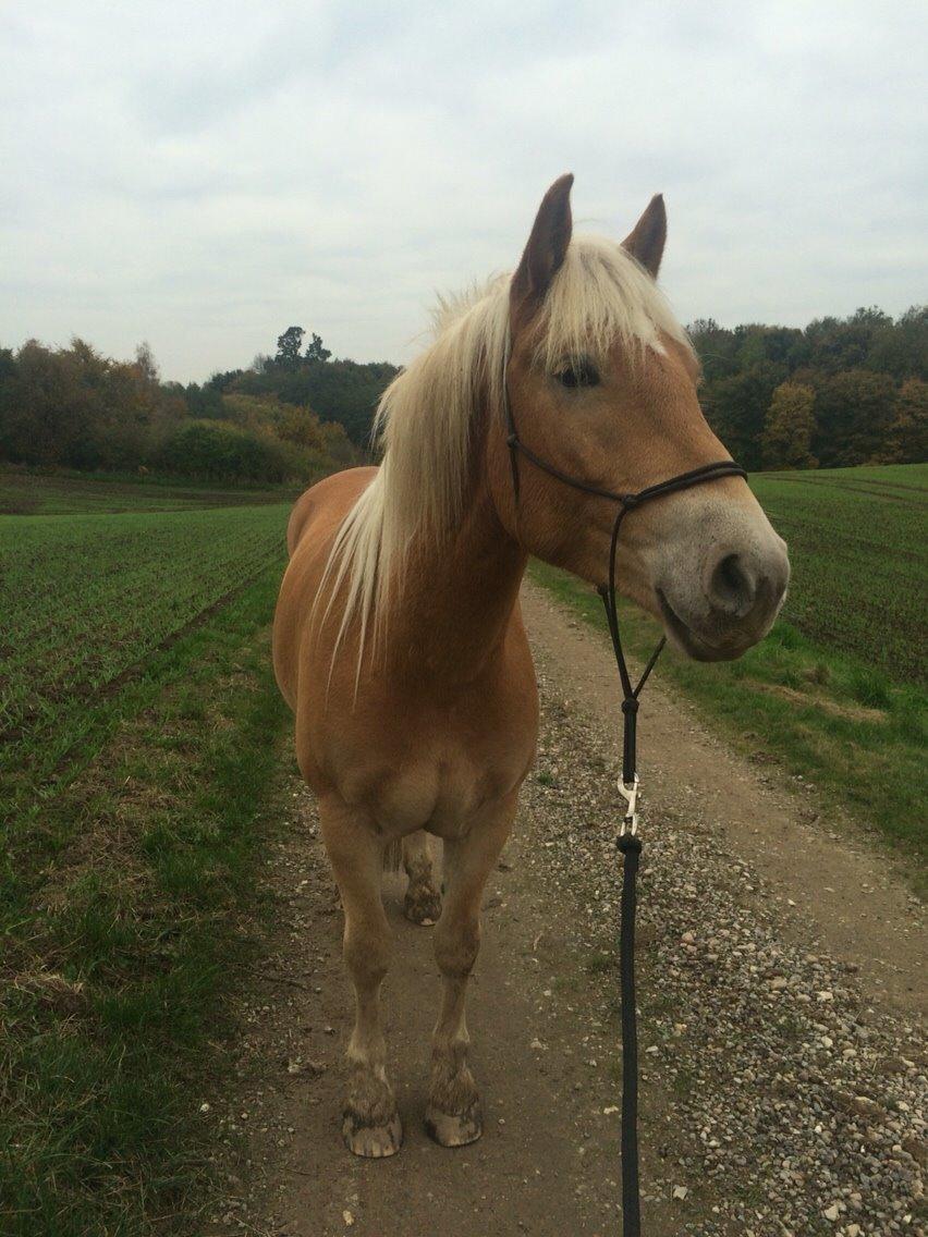 Haflinger Athæus mbm - Oktober 2015 billede 10