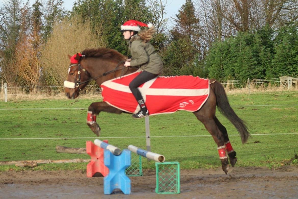 Connemara Quiva <3 - Sophie og Q over 60 cm høj okser, 70 bred. Uden sadel og i bidløs trense. De er super seje sammen! :D billede 49