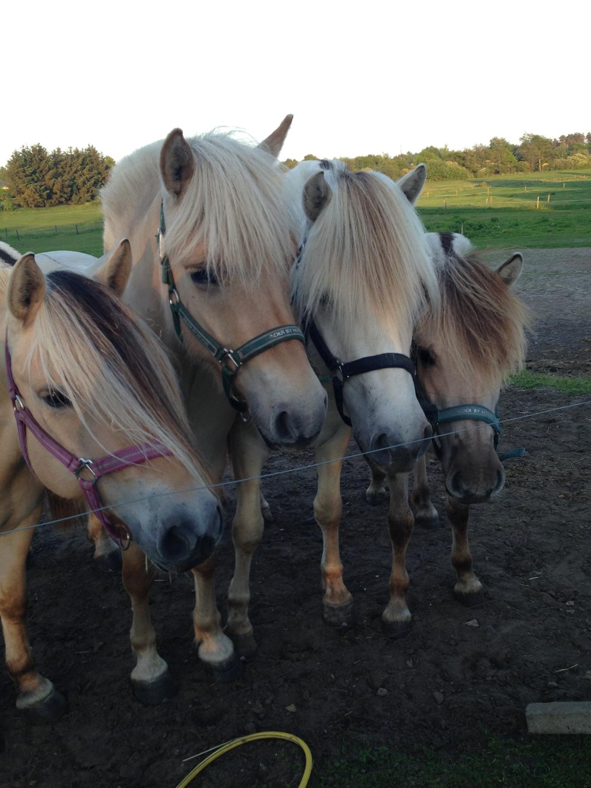 Fjordhest Ligo Vinstrup **Solgt** - Emma (tidl. hest), Ligo, Jeppe (tidl. hest) og Gabbi <3 4 forskellige farver fjordheste :D billede 8