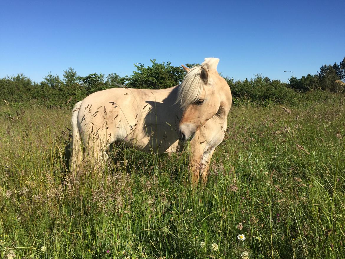 Fjordhest Ligo Vinstrup **Solgt** - Velkommen til Ligos profil <3 billede 2