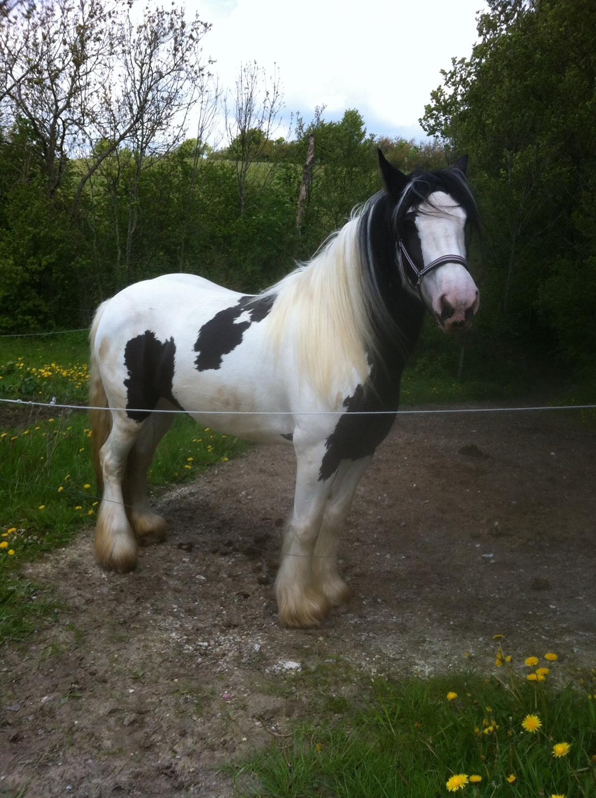 Irish Cob Fay Næbbets free hope "Himlens smukkeste Hest"  billede 2