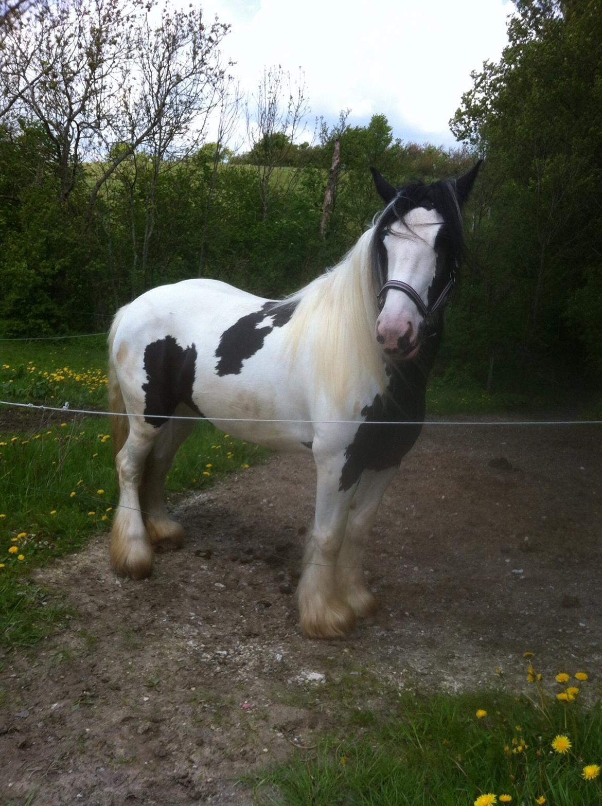 Irish Cob Fay Næbbets free hope "Himlens smukkeste Hest"  billede 3