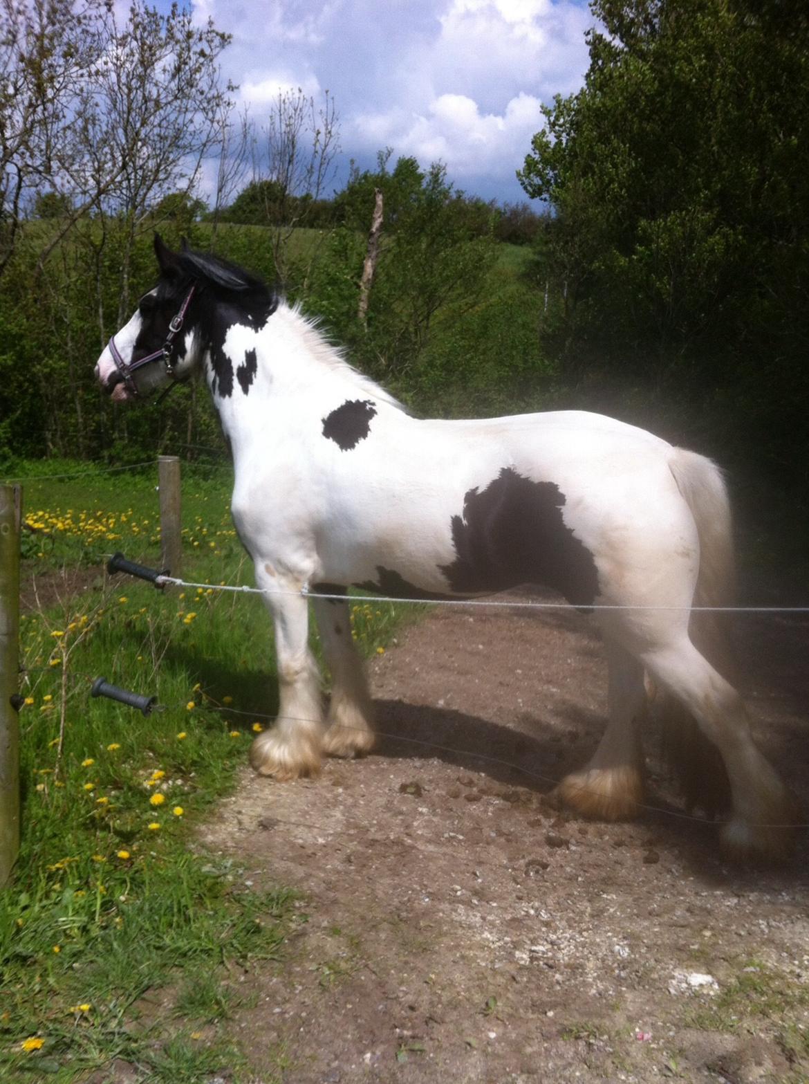 Irish Cob Fay Næbbets free hope "Himlens smukkeste Hest"  billede 5