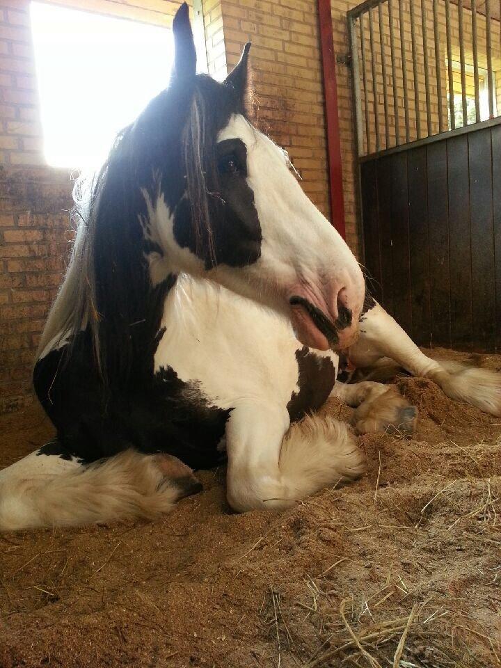 Irish Cob Fay Næbbets free hope "Himlens smukkeste Hest"  billede 4