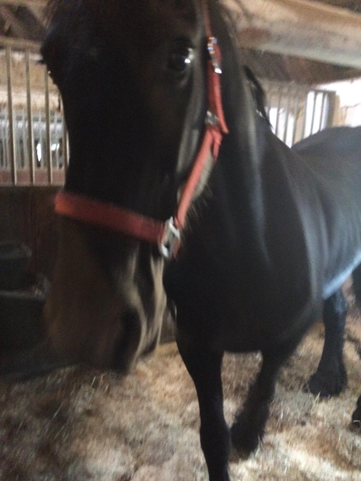 Frieser Sietske - første dag hun var lige kommet den bedste dag ever  billede 6