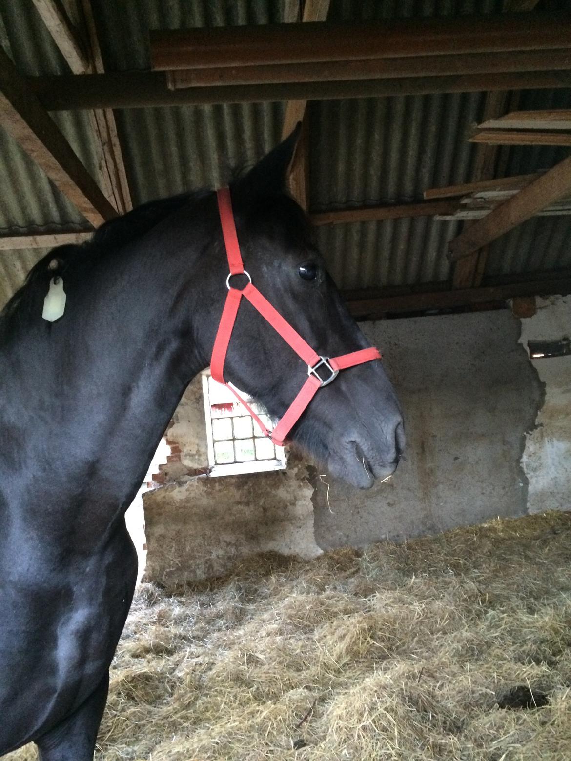 Frieser Sietske - første dag hun var lige kommet den bedste dag ever  billede 7