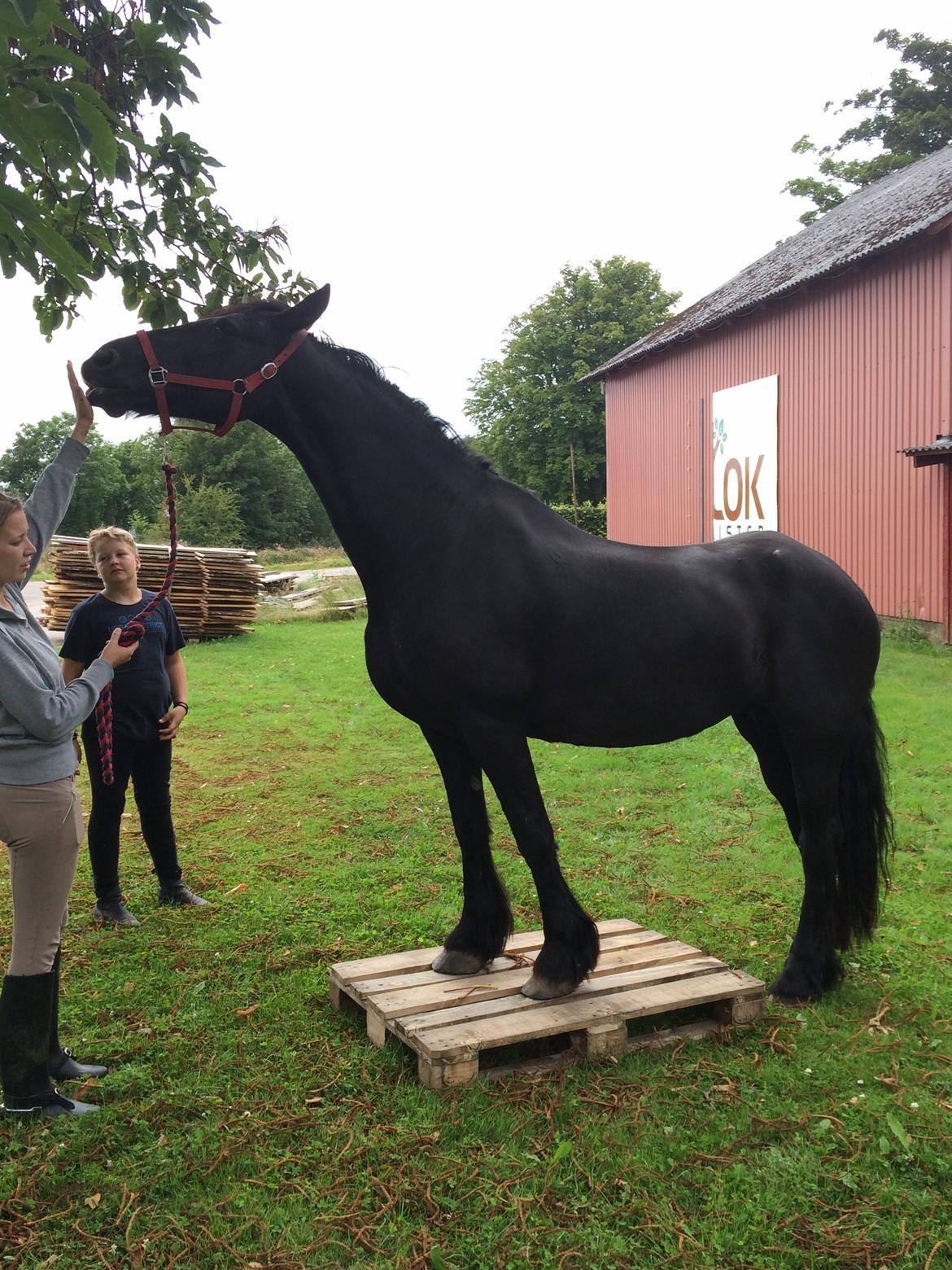 Frieser Sietske - træner hende lidt og tjekker at hun ikke er bange  billede 8