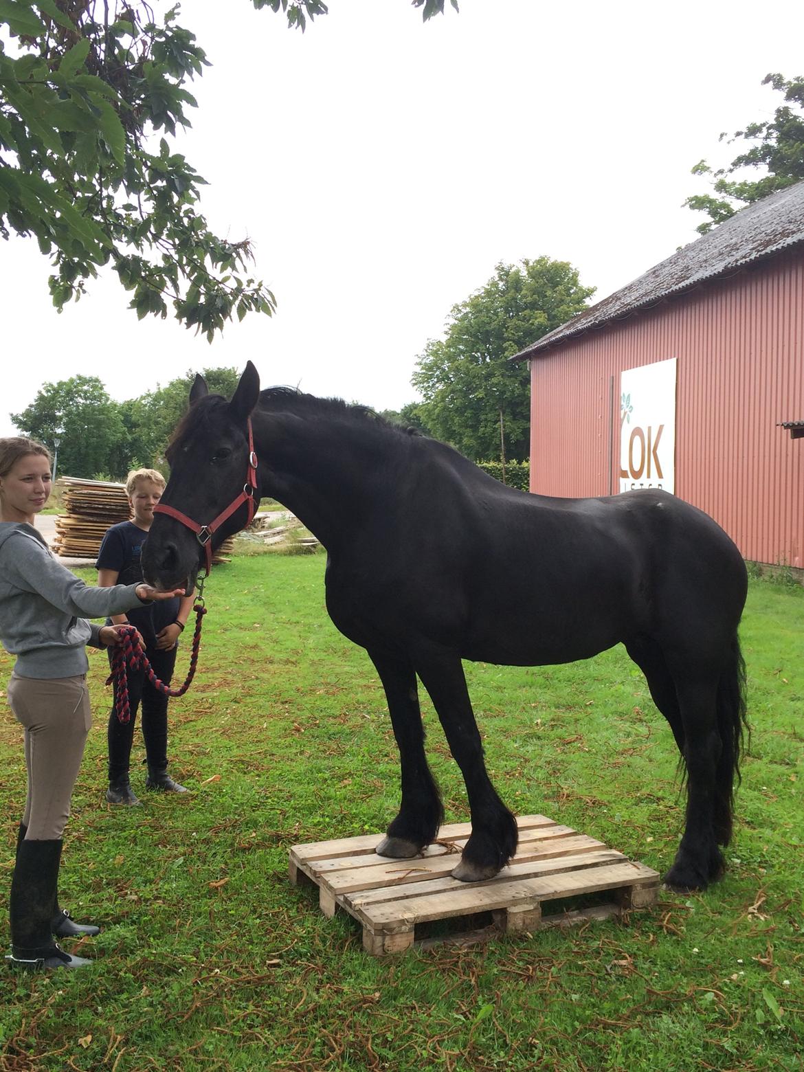 Frieser Sietske - træner hende lidt og tjekker at hun ikke er bange  billede 9