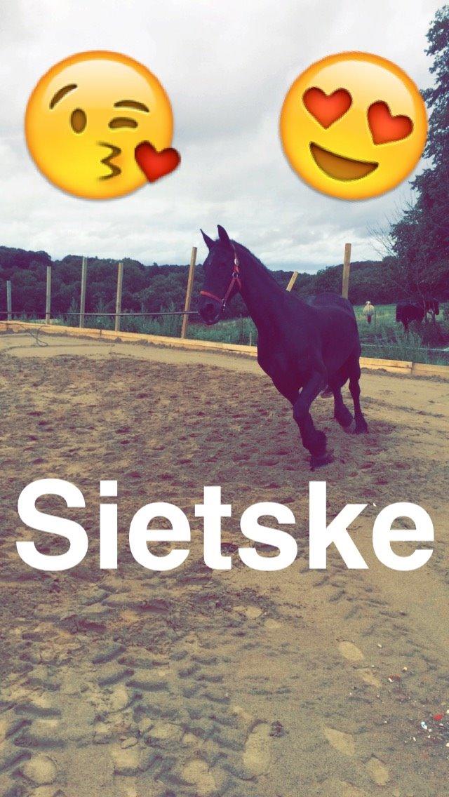 Frieser Sietske - i longen første gang efter jeg har fået hende billede 10