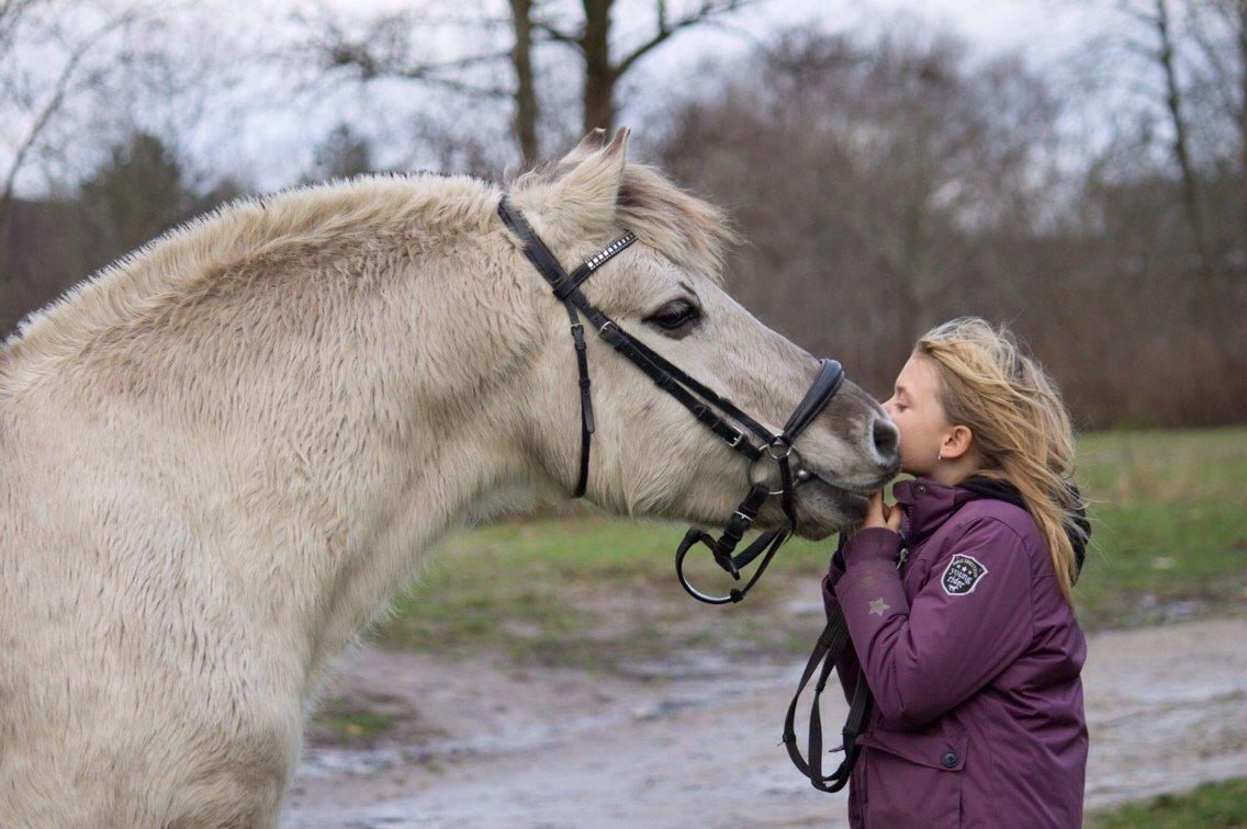 Fjordhest Hesselbergs Helios  billede 1