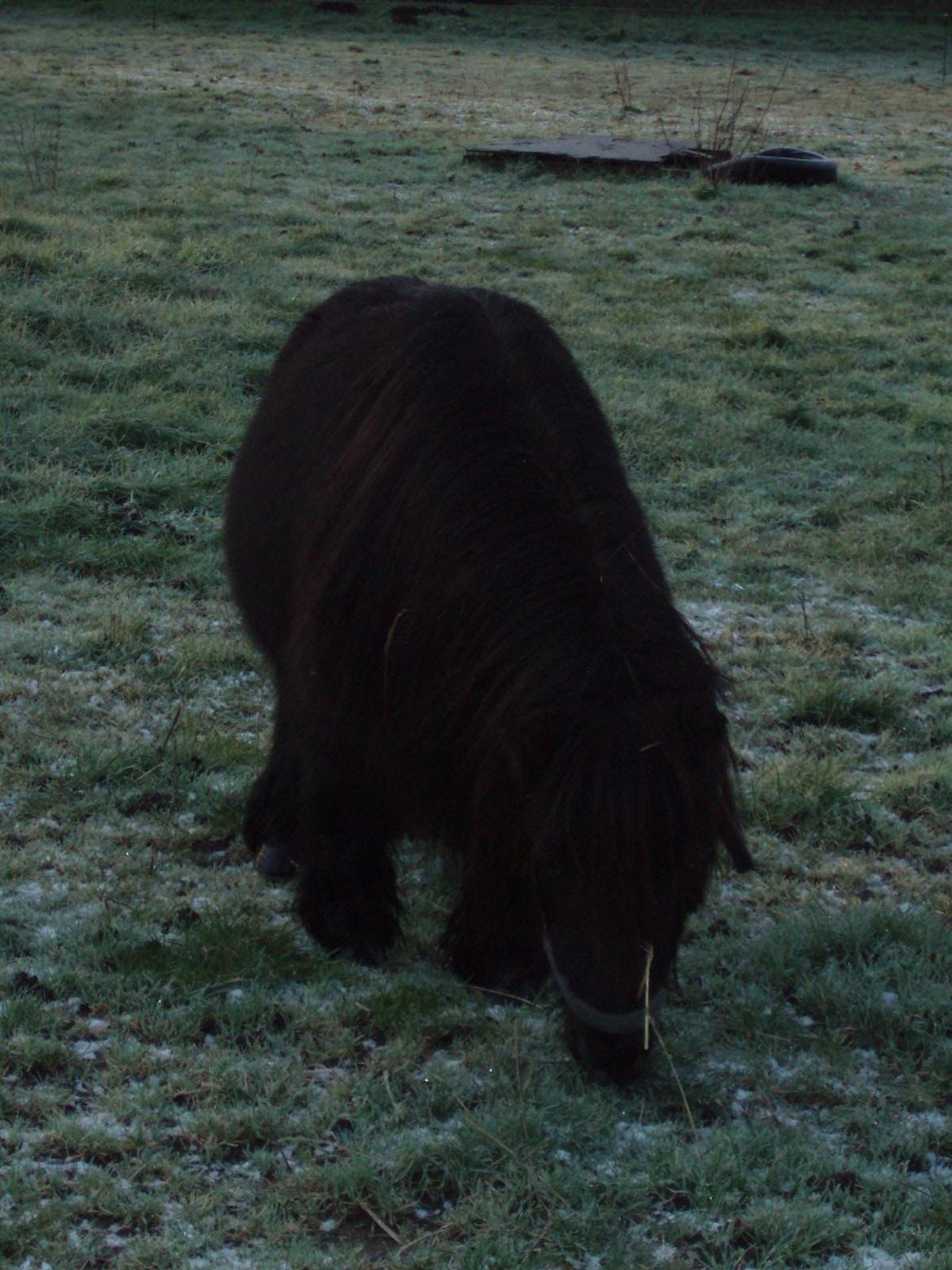 Anden særlig race Buster (Jarl) Sorte ganger - 14 januar 2014 billede 15