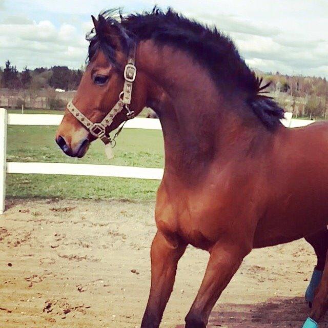 DSP Ryttergårdens Avanti  billede 7