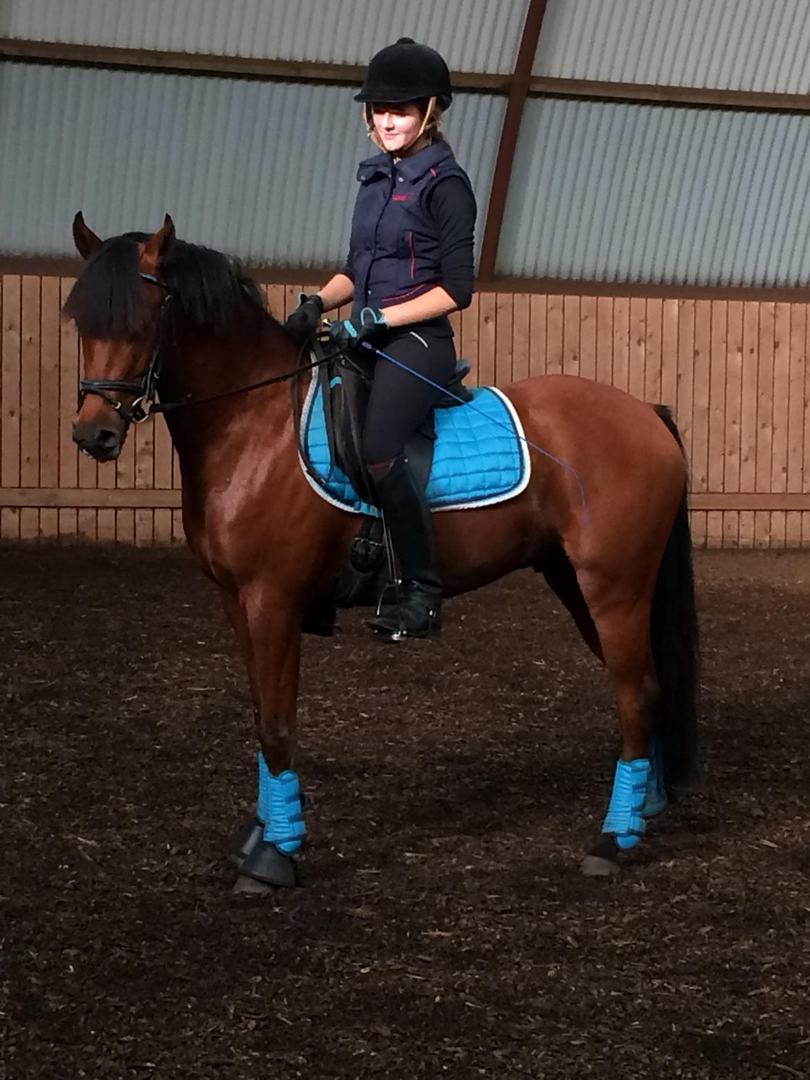 DSP Ryttergårdens Avanti  billede 8