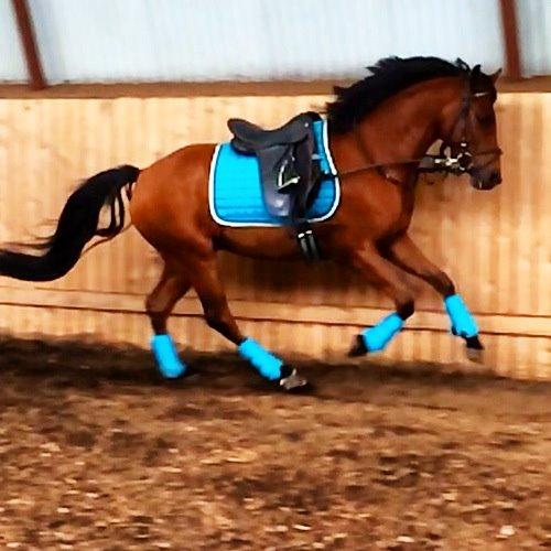 DSP Ryttergårdens Avanti  billede 9