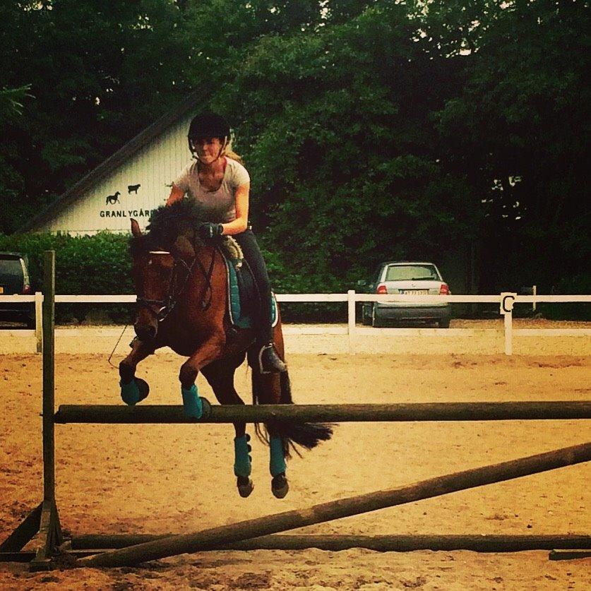 DSP Ryttergårdens Avanti  billede 10