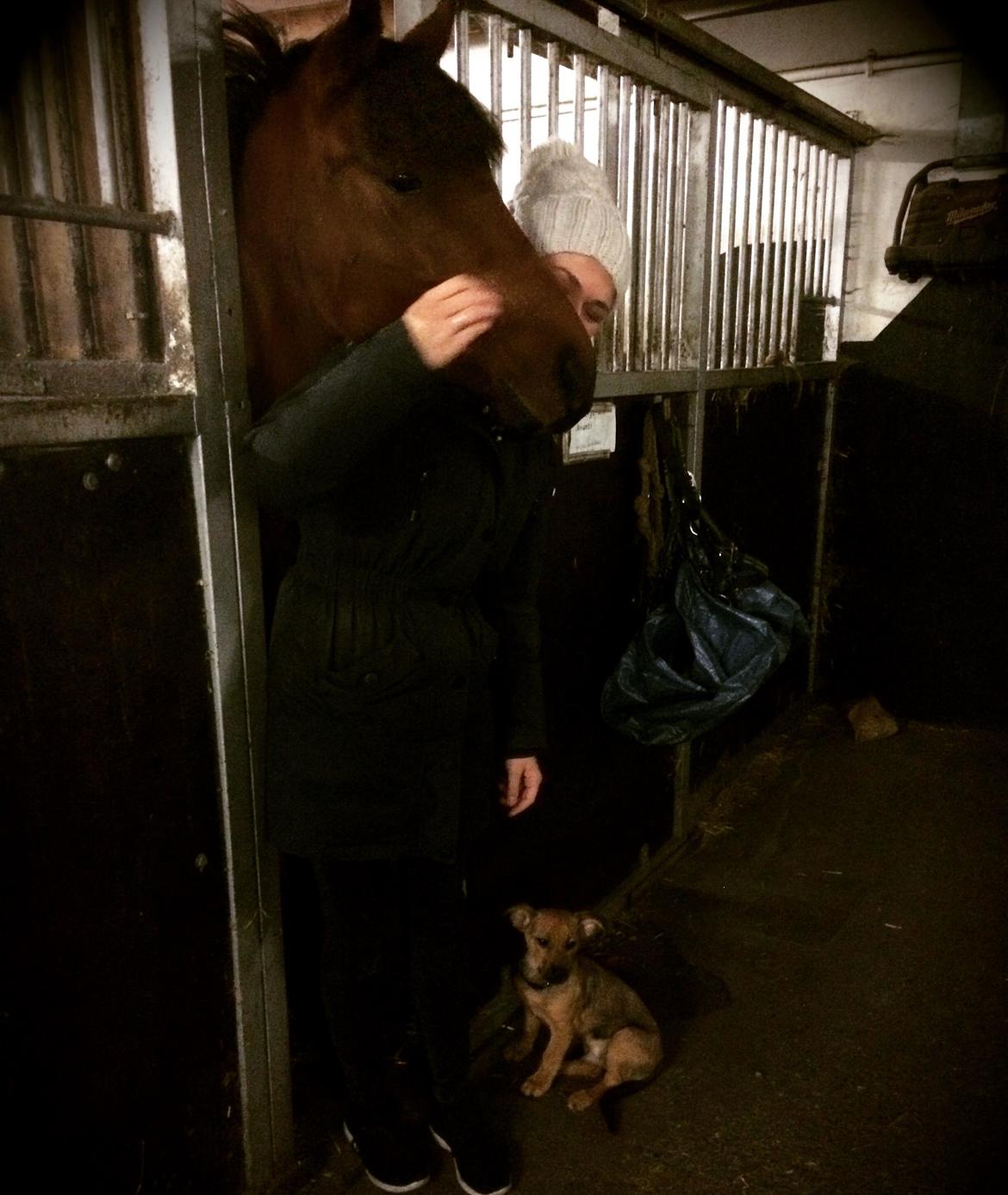 DSP Ryttergårdens Avanti  billede 11