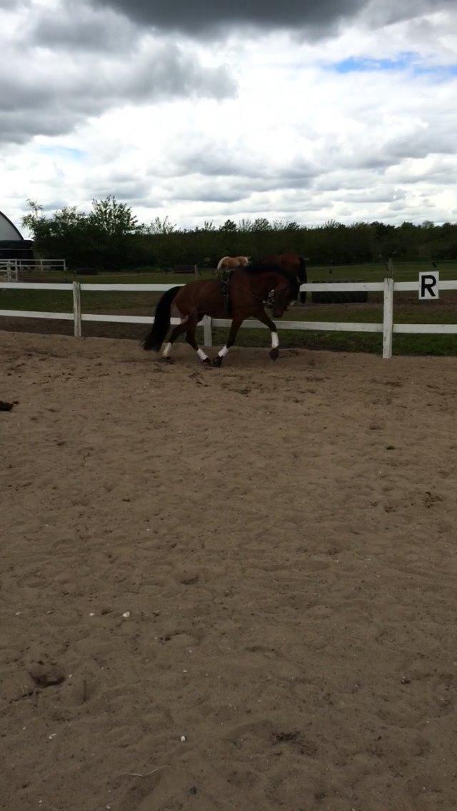 DSP Ryttergårdens Avanti  billede 12