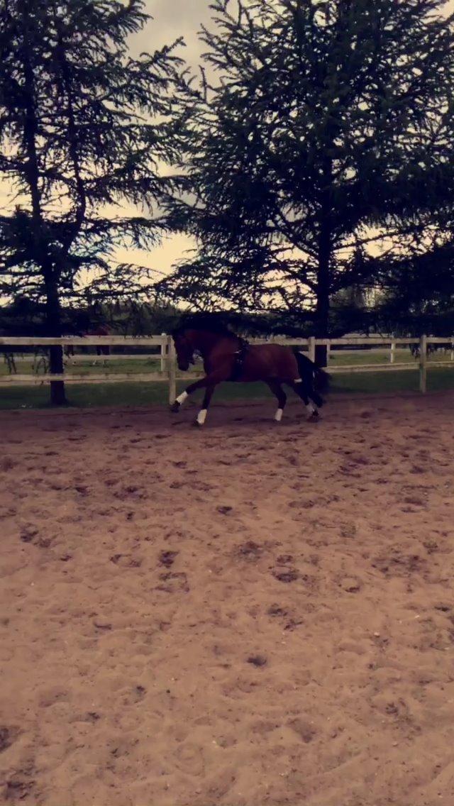 DSP Ryttergårdens Avanti  billede 13