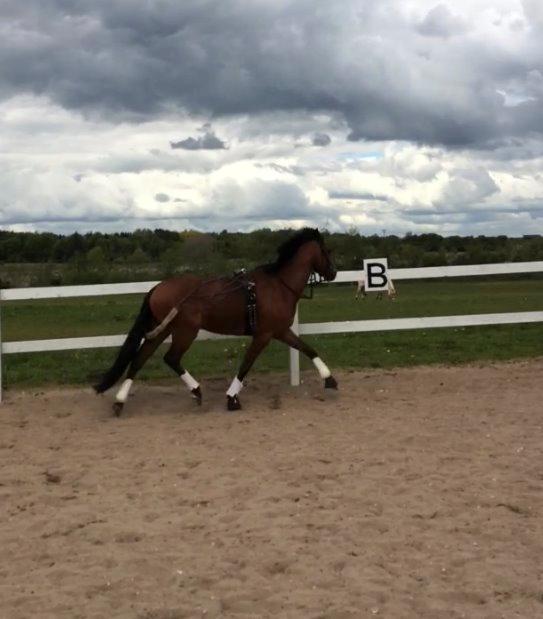 DSP Ryttergårdens Avanti  billede 14