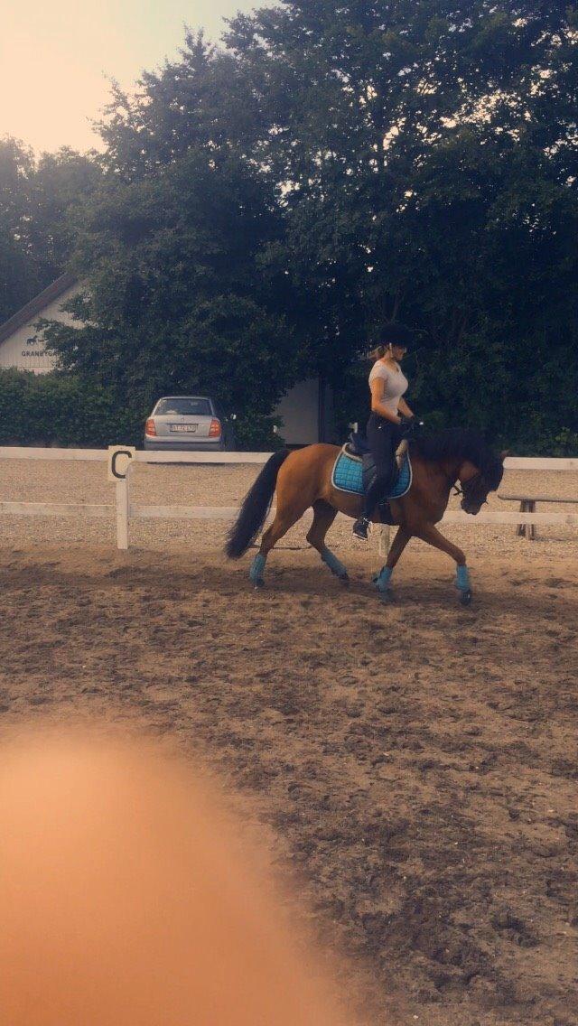 DSP Ryttergårdens Avanti  billede 15