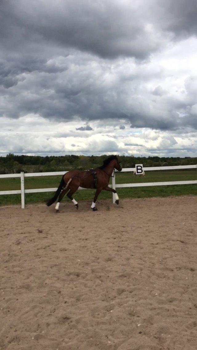 DSP Ryttergårdens Avanti  billede 16