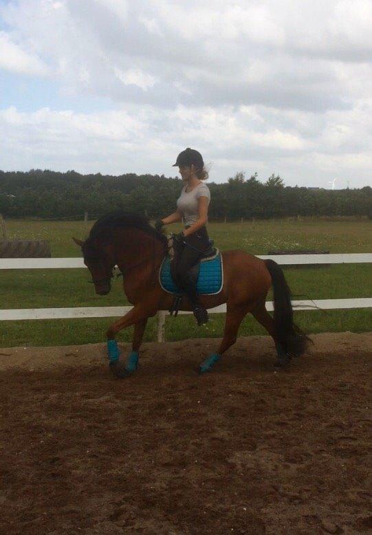 DSP Ryttergårdens Avanti  billede 17