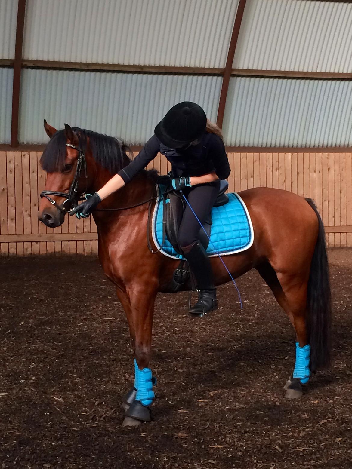 DSP Ryttergårdens Avanti  billede 18