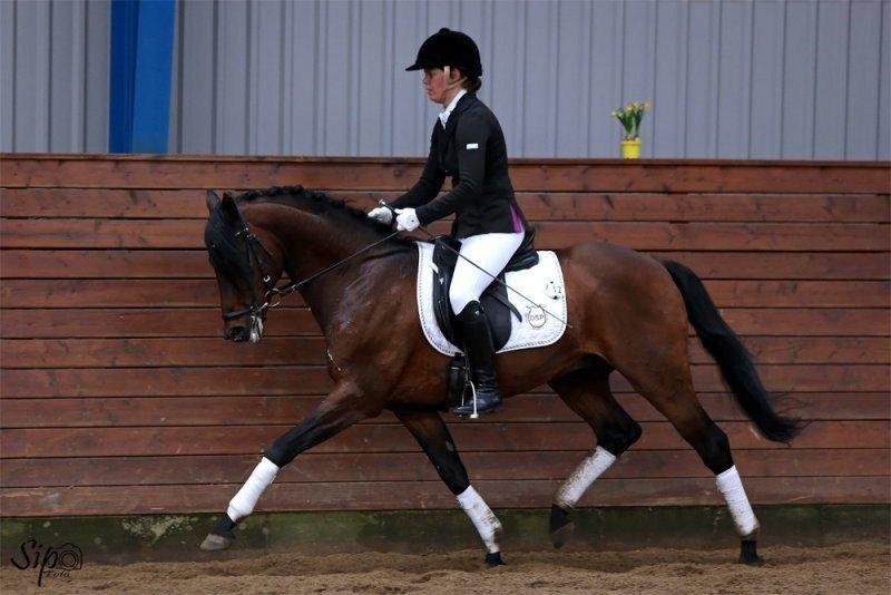 DSP Ryttergårdens Avanti  - hans far billede 19