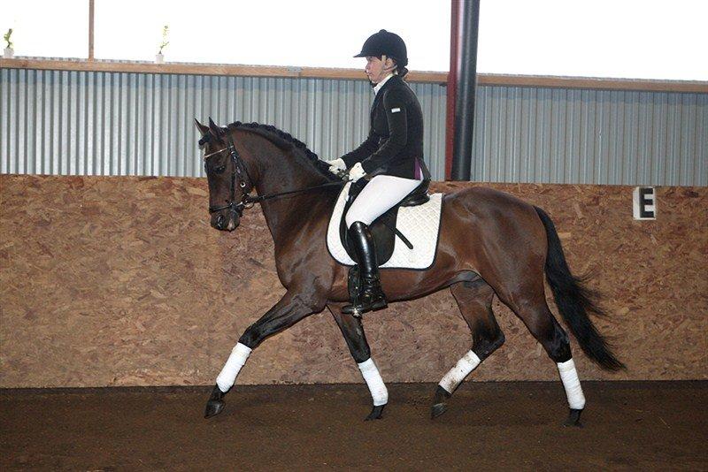 DSP Ryttergårdens Avanti  - Hans far  billede 20