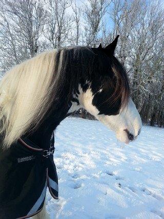 Irish Cob Fay Næbbets free hope "Himlens smukkeste Hest"  billede 6
