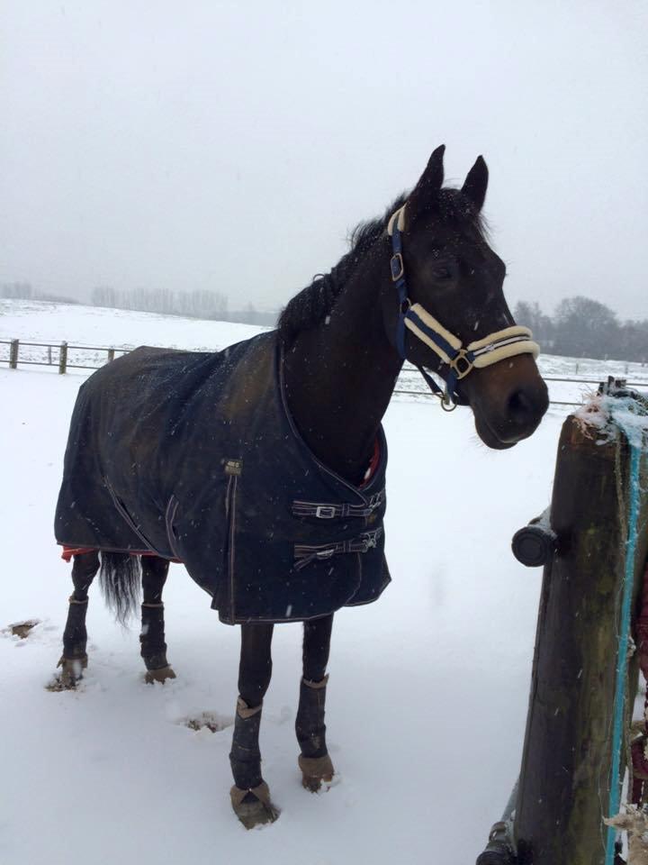 Dansk Varmblod Lindelygaards Atlantis billede 2