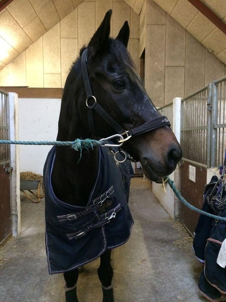 Dansk Varmblod Lindelygaards Atlantis billede 1