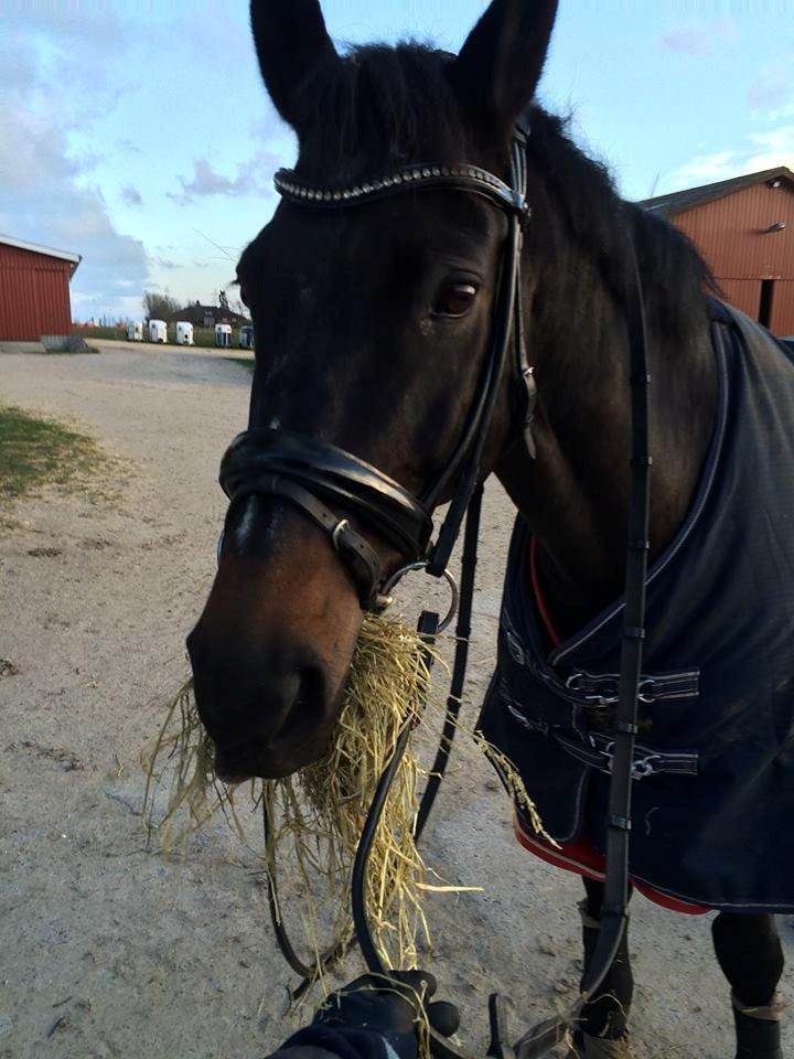 Dansk Varmblod Lindelygaards Atlantis billede 3