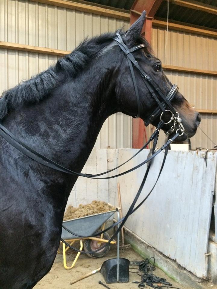 Dansk Varmblod Lindelygaards Atlantis billede 5