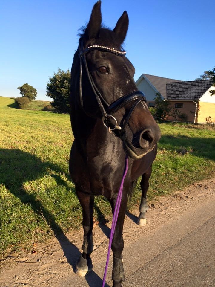 Dansk Varmblod Lindelygaards Atlantis billede 6